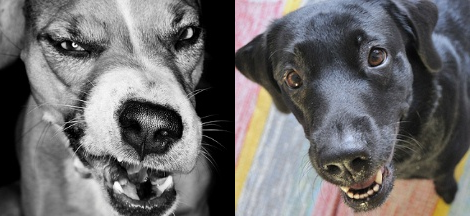 Companion or Attack Dog? Companion or Attack Dog?